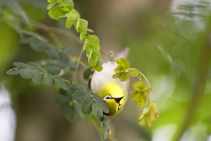 Bird Photograph - Japanese White Eyes Bird by Alex Galiano