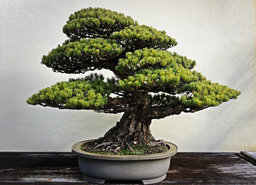 Japanese White Pine Bonsai Photograph by Cory Dean - Fine Art America