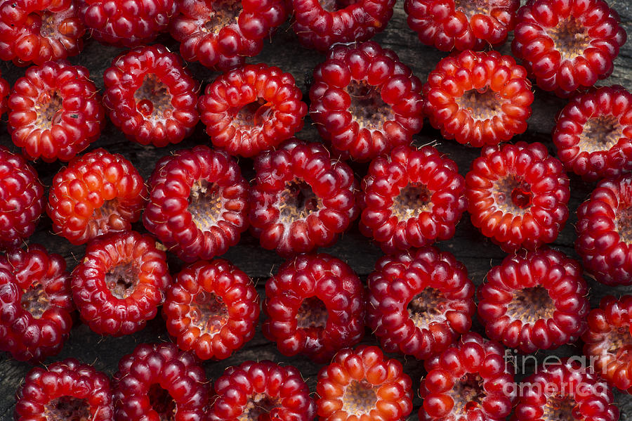 Fruit Photograph - Japanese Wineberry Pattern by Tim Gainey