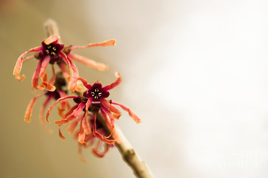 Up Movie Photograph - Japanese Witch Hazel by Anne Gilbert