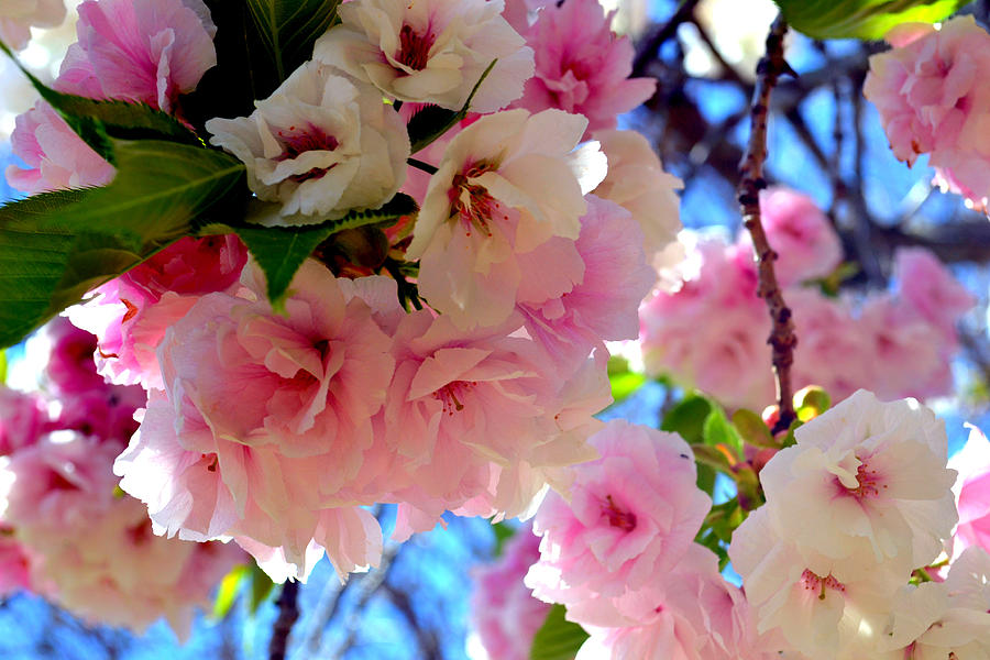 Japanese Yoshino Cherry Blossoms extra large format Photograph by Katy Hawk