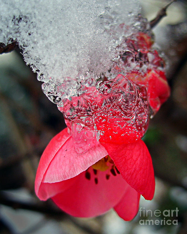 Ice Flower Photograph by Nina Ficur Feenan