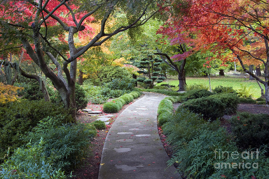 Japanse Garden Photograph by Sean Bagshaw