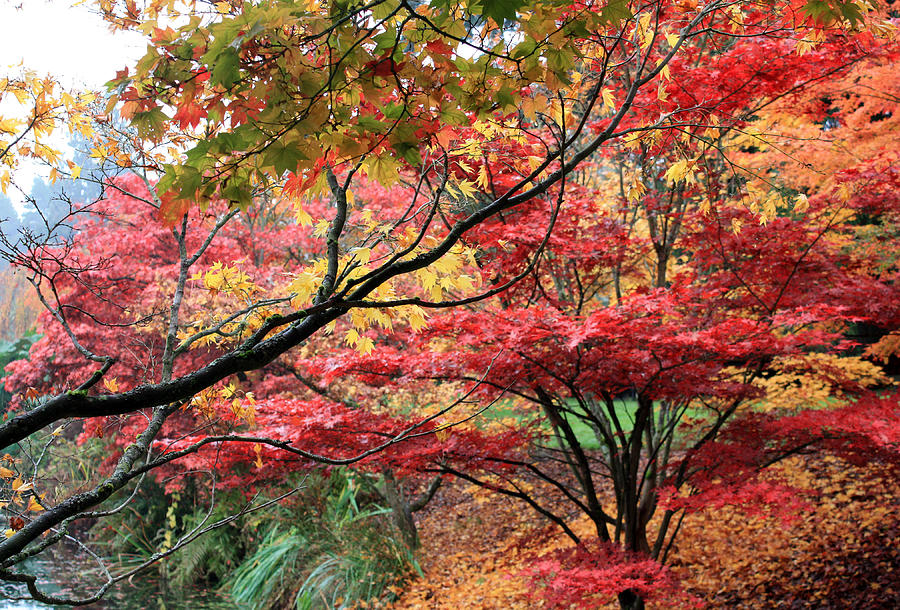 Japnese Maples in Fall Photograph by Gerry Bates