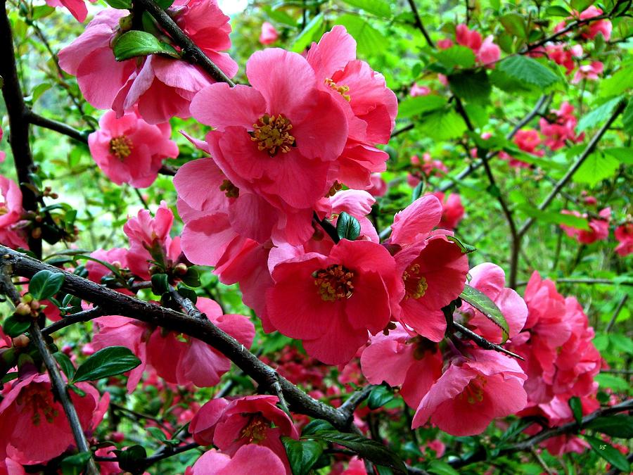 Japonica Blossoms Photograph by Will Borden