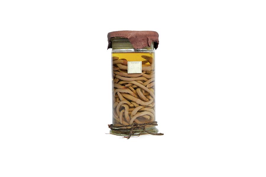 Jar Of Preserved Earthworms Photograph by Gregory Davies