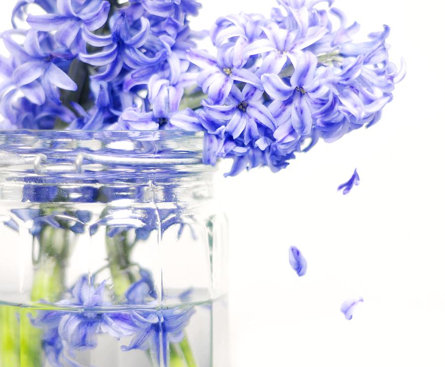 Jar of Purple Hyacinth Photograph by Diana Angstadt