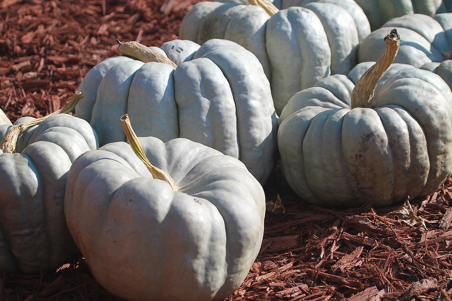 Pumpkin Photograph - Jarrahdale Pumpkins by Cathy Lindsey