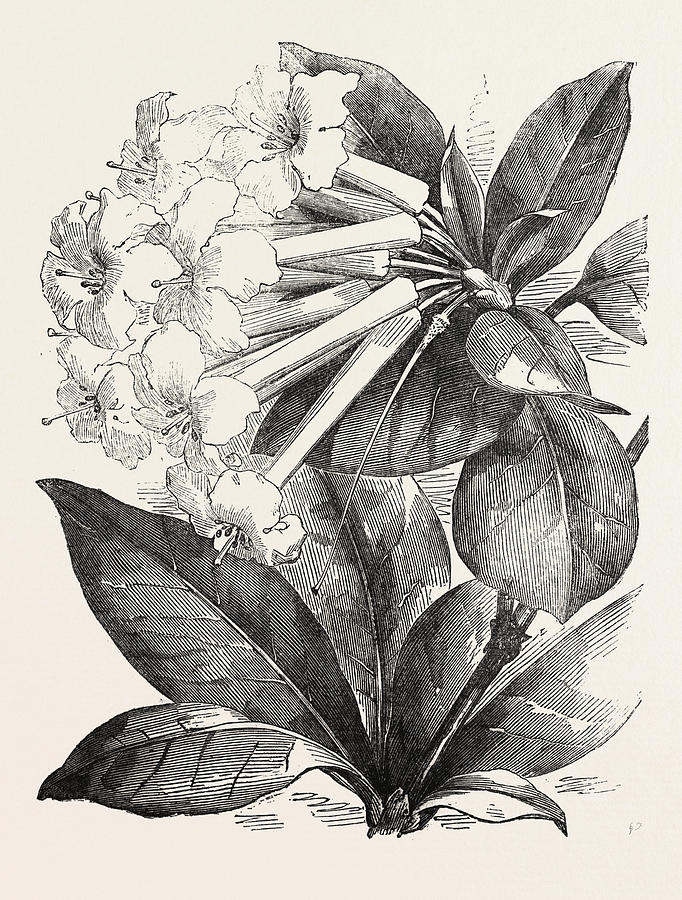 640+ Jasmine Flower Line Art Stock Illustrations, Royalty-Free Vector  Graphics & Clip Art - iStock