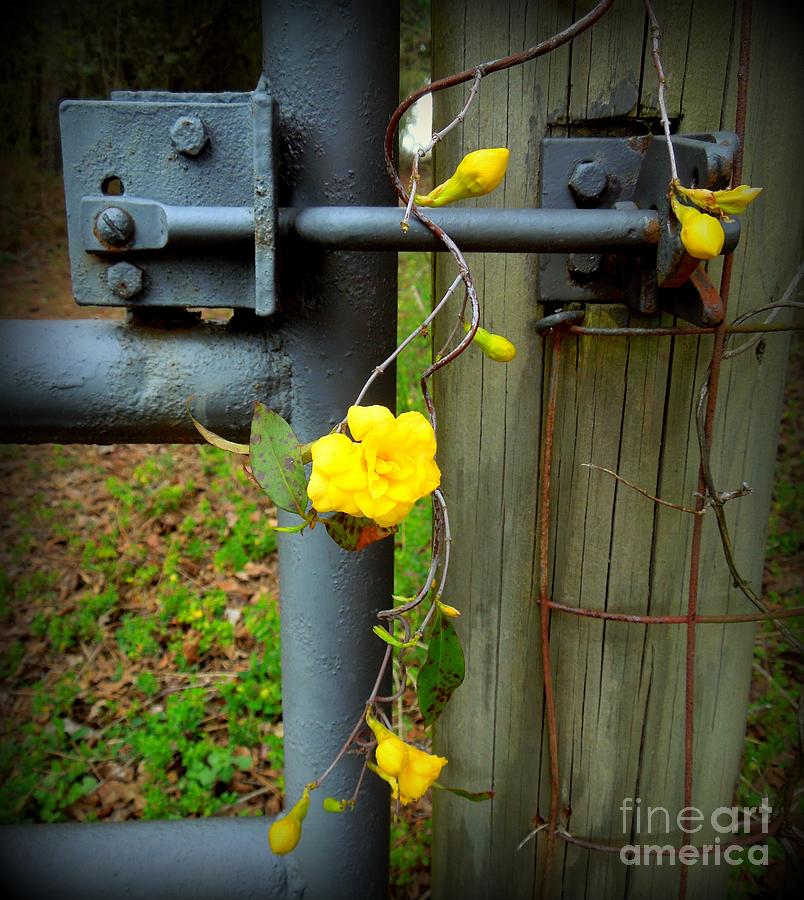 Jasmine Flowers on Gate Latch Photograph by Renee Trenholm