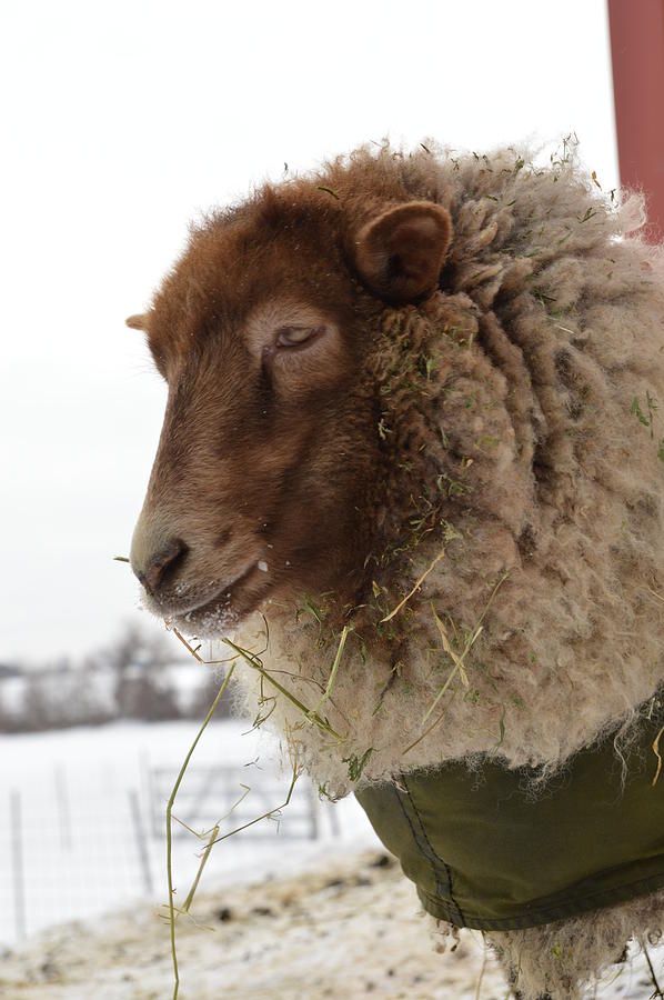 Jasmine the Shetland sheep Photograph by Bleating Heart Haven Fine