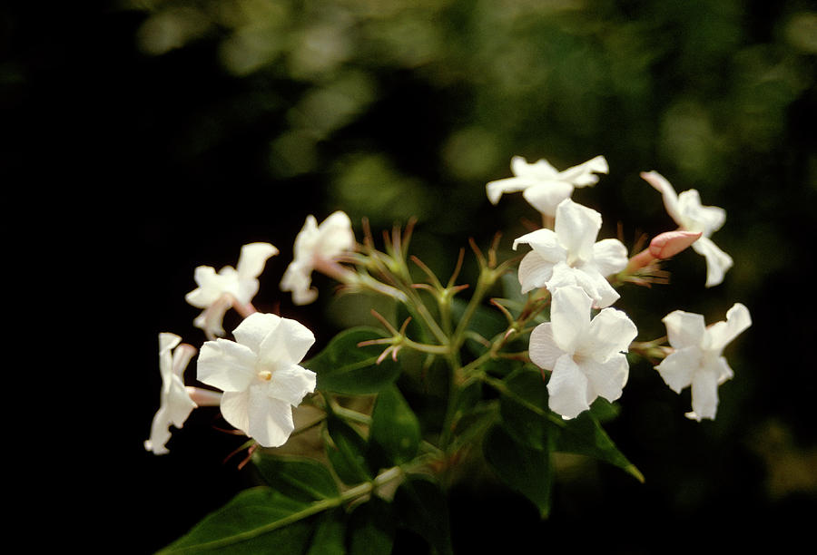 Jasminum Officinale. Photograph by Irene Windridge/science Photo Library