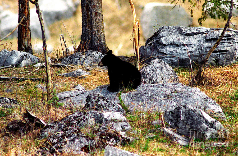 Wildlife Photograph - Jasper - Black Bear Cub Alone by Terry Elniski