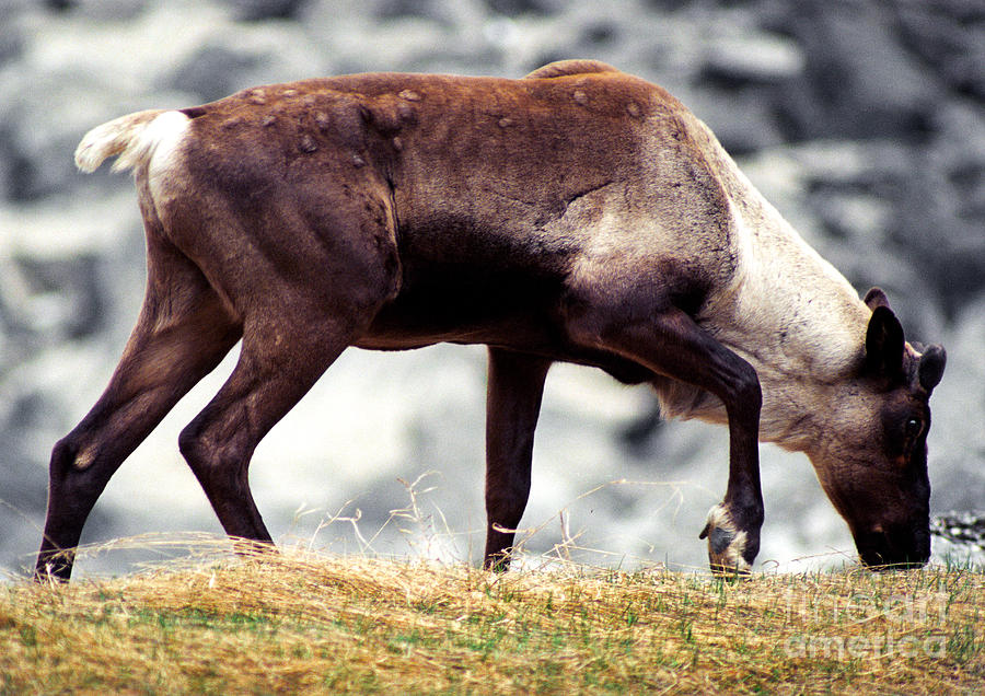 Jasper - Caribou Photograph by Terry Elniski