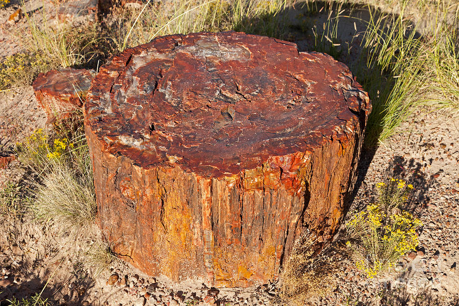 Jasper Forest Petrified Forest National Park Photograph by Fred Stearns