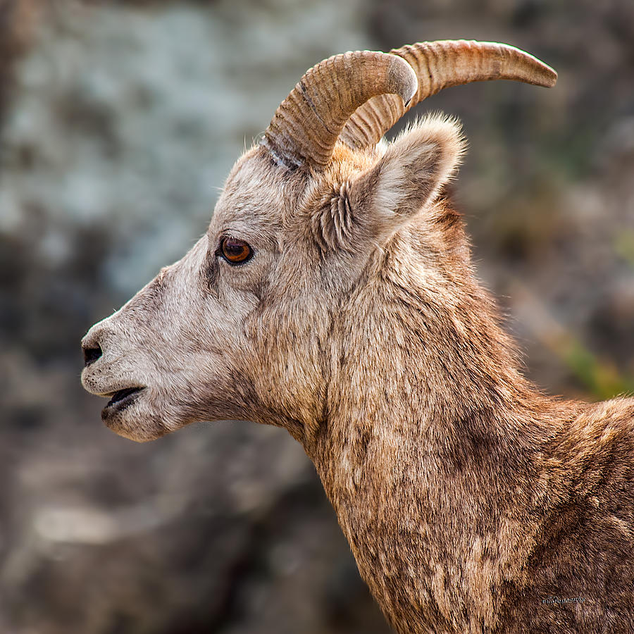 Jasper Moutain Goat Photograph by Jim Lucas - Fine Art America