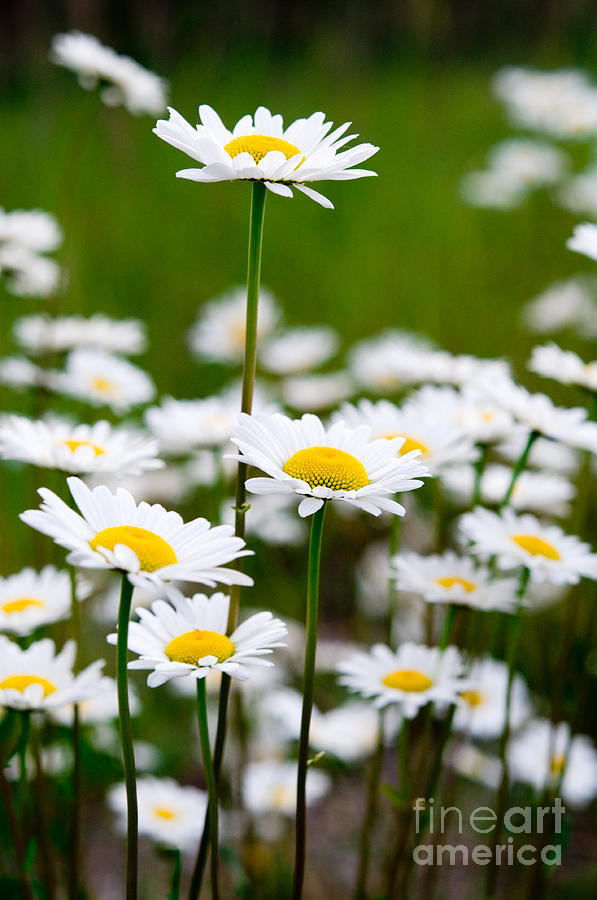 Jasper - Oxeye Daisy Wildflower 2 Photograph by Terry Elniski