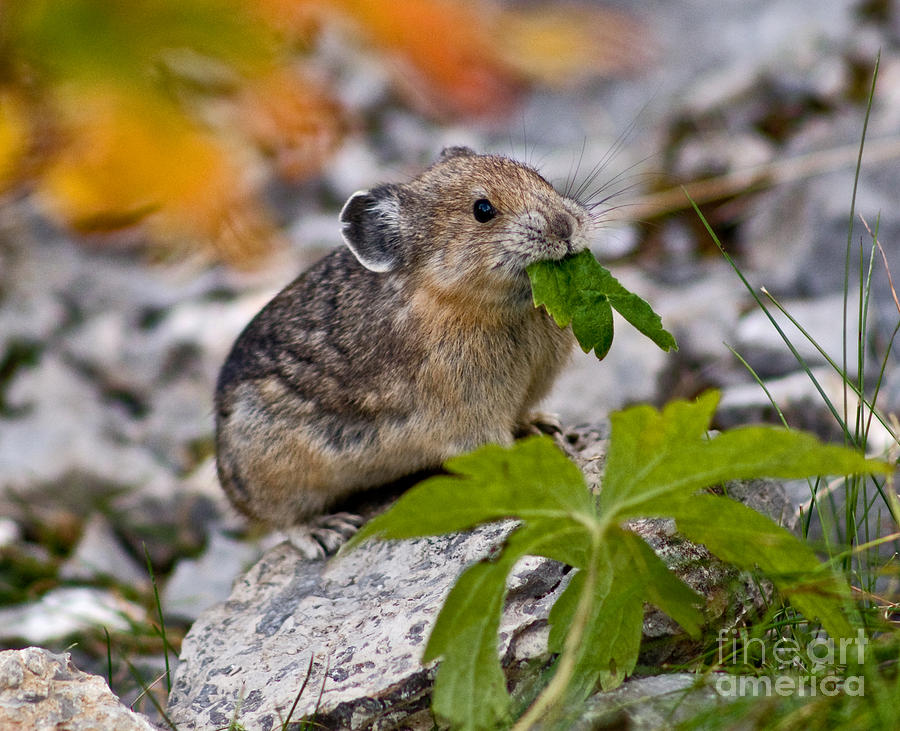 Mammal Photograph - Jasper - Pika by Terry Elniski