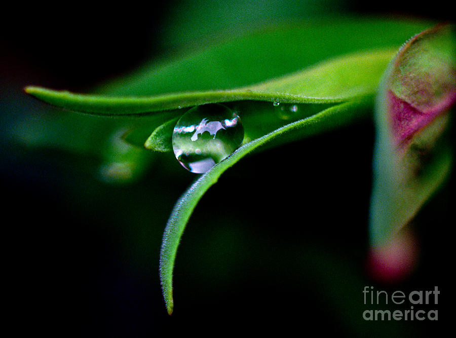 Jasper - Rain Drop Plant Photograph by Terry Elniski