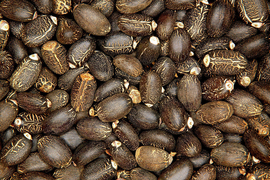 Jatropha Curcas Seeds Photograph by Colin Cuthbert/science Photo ...