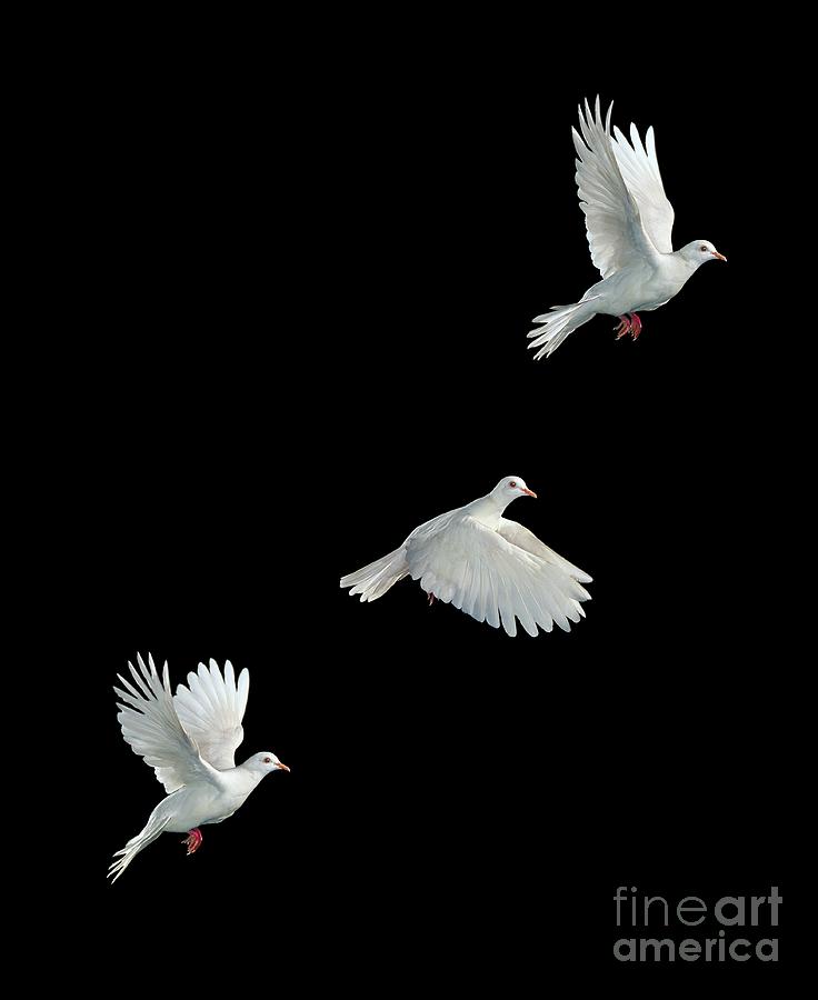 Bird Photograph - Java Dove in Flight by Stephen Dalton