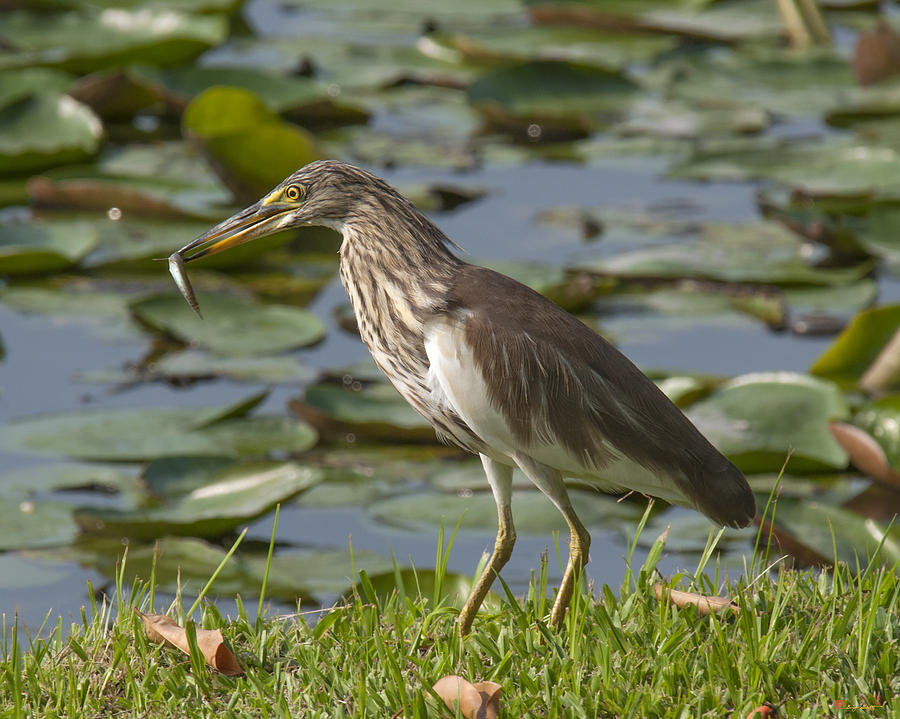 Javan Pond Heron with a Fish DTHN0069 Photograph by Gerry Gantt