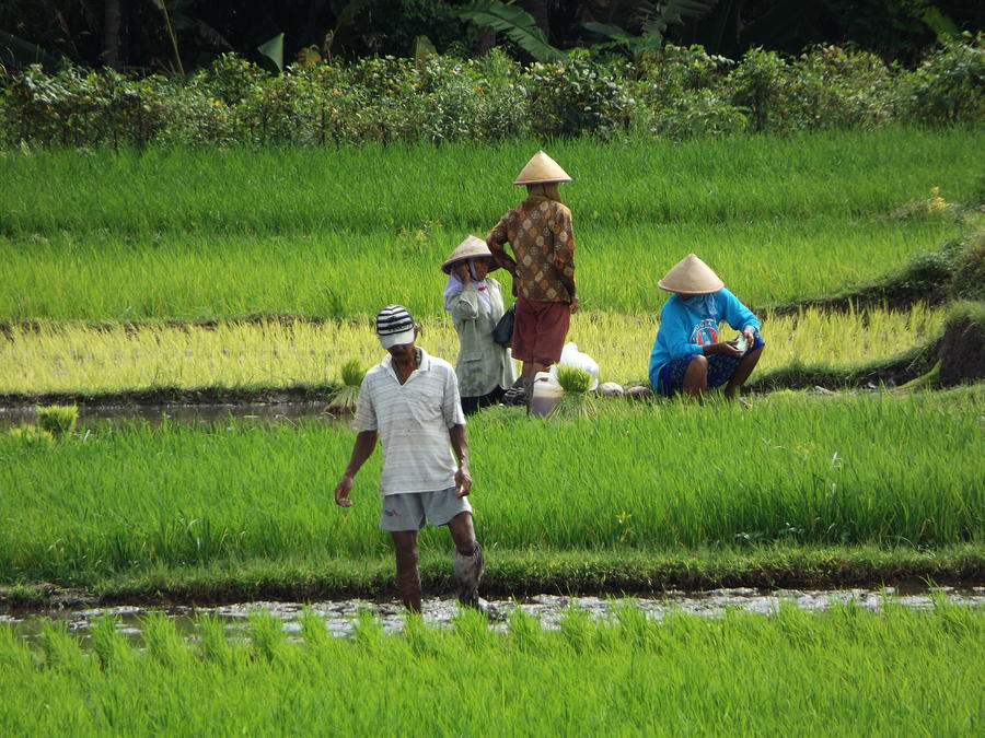 Paddy Field Photograph - Javanese Farmers by Andi ZA Paddy Field Photograph - Javanese Farmers by Andi ZA
