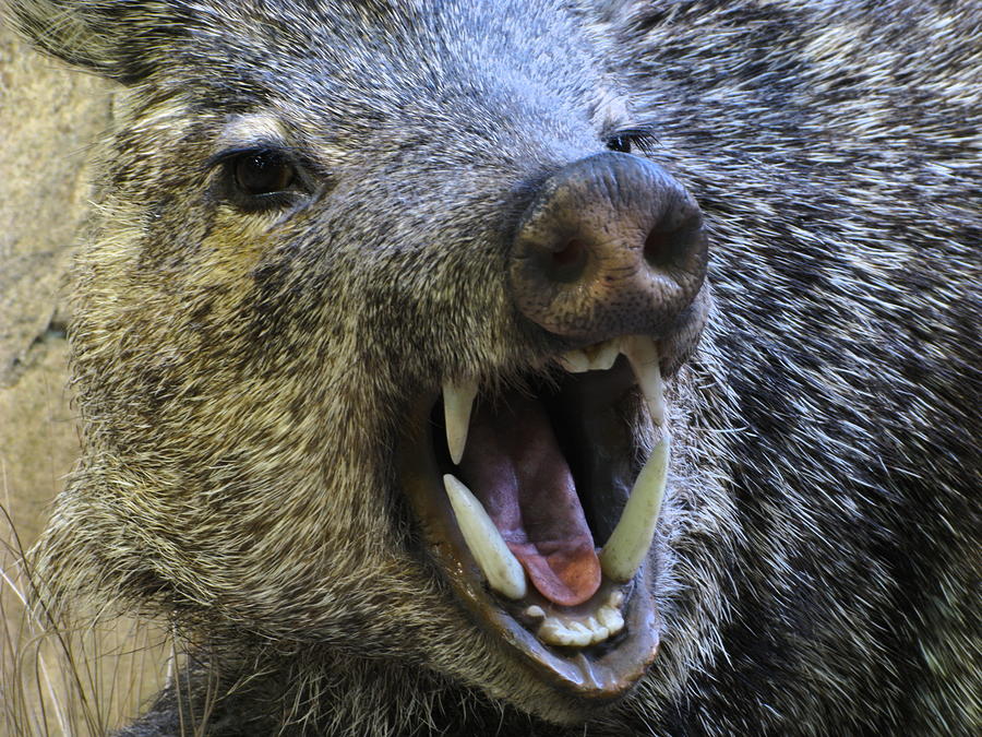 Javelina Angry Boar Pig Peccary Fangs Photograph by Sassy1902