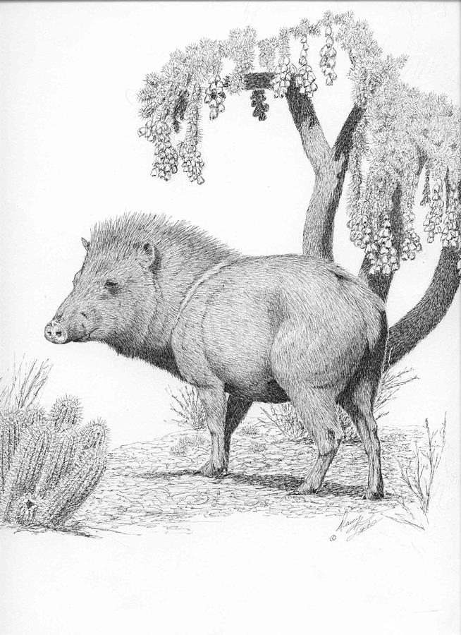 Javelina Drawing by Darcy Tate Pixels