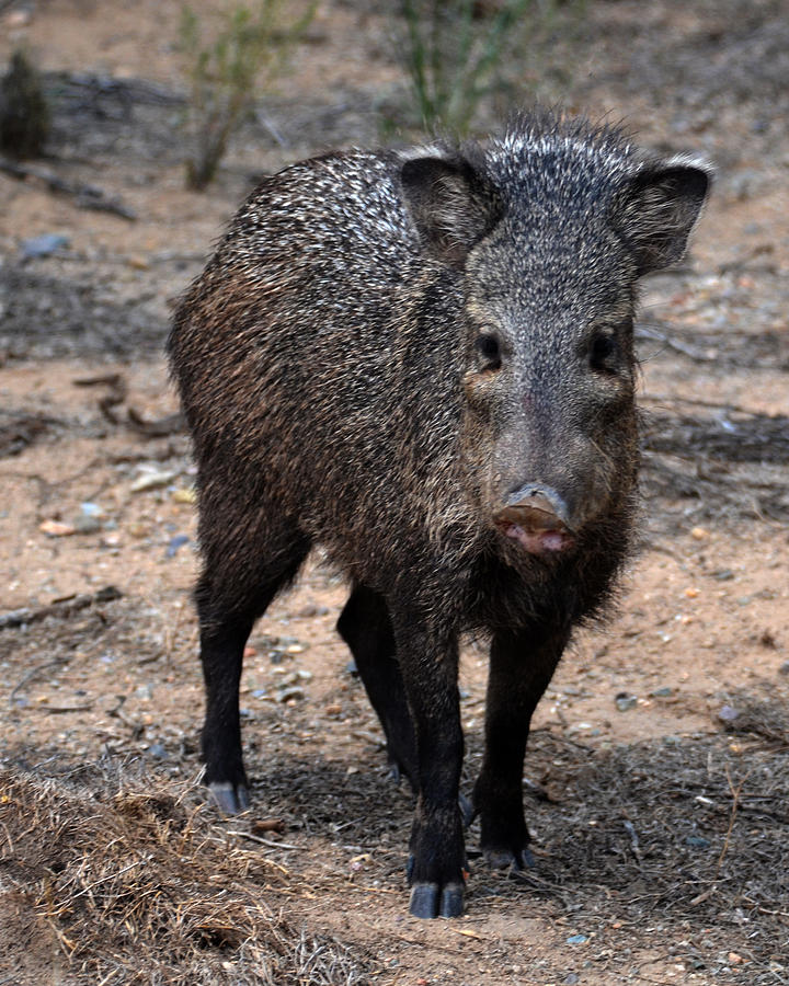 Javelina Photograph by Russell Dudzienski - Fine Art America