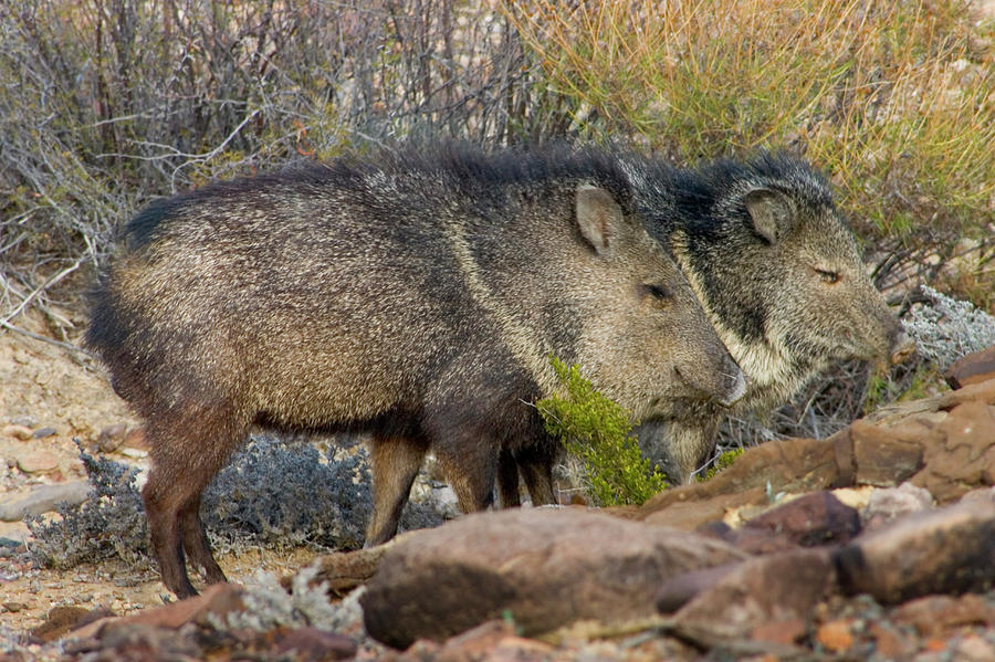 Javelinas Walk Through The Desert Photograph by Karl Schatz Fine Art