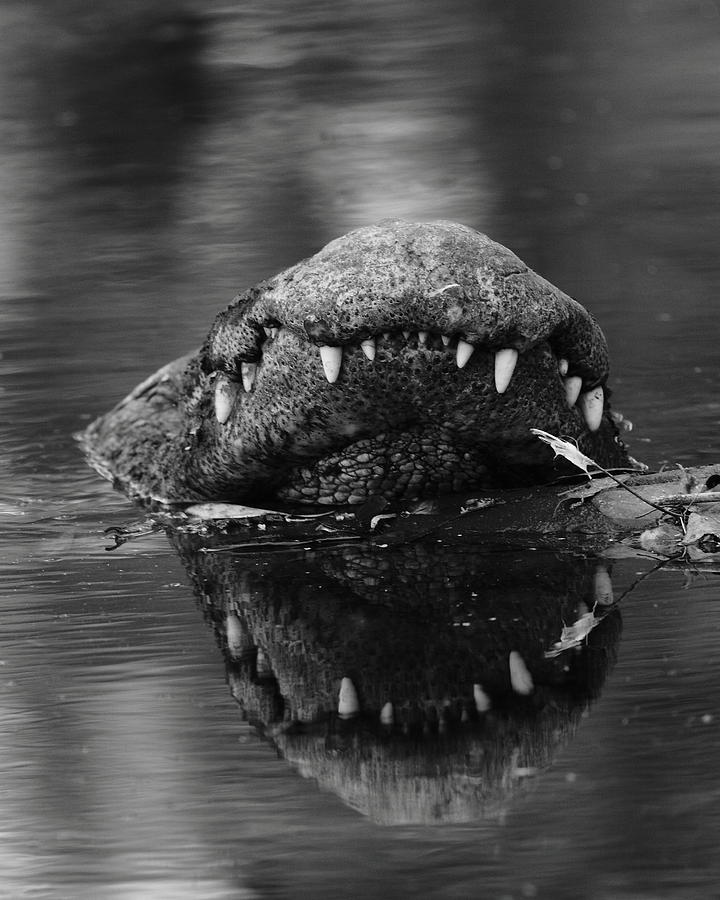 Jaws Photograph by Bruce J Robinson