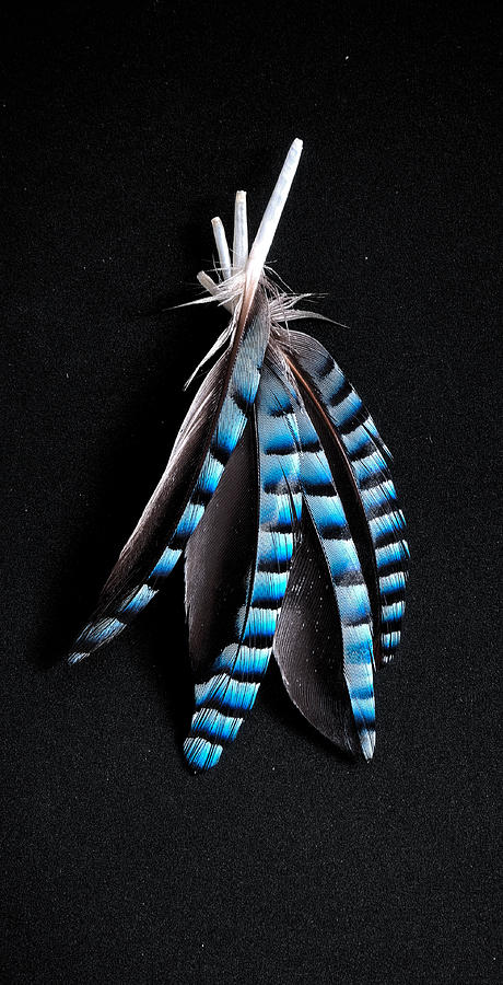 Jay feather 2 without text Photograph by Weston Westmoreland