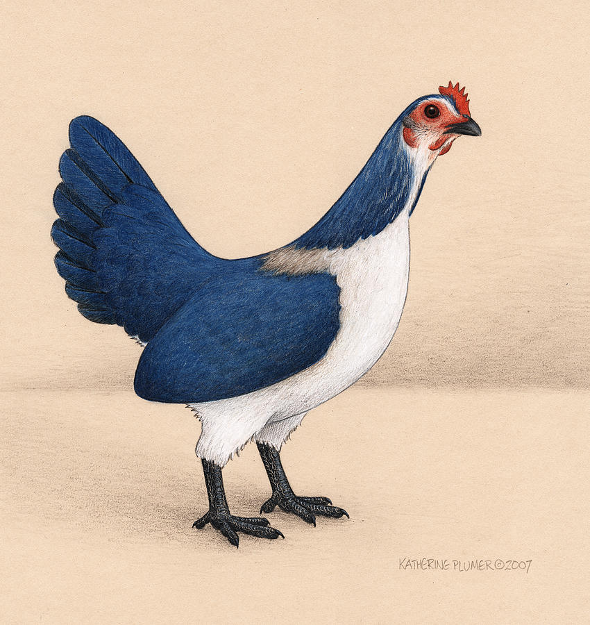 Chicken Drawing - Jay Hen by Katherine Plumer