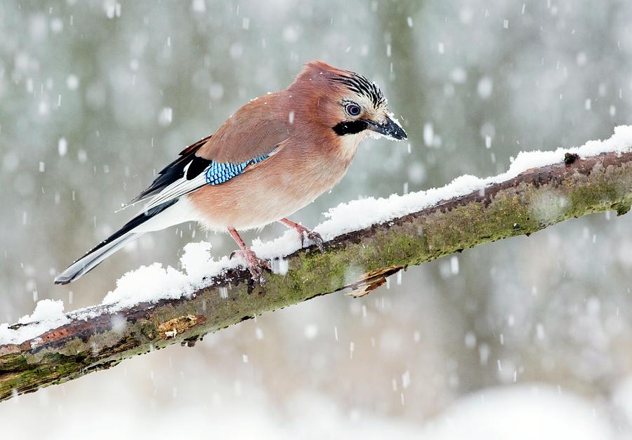 Jay Photograph by John Devries/science Photo Library