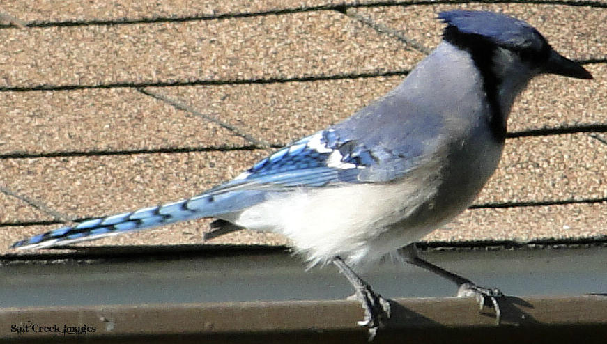 Blue Jay Photograph - Jay Stops To Visit by Cecily Vermote
