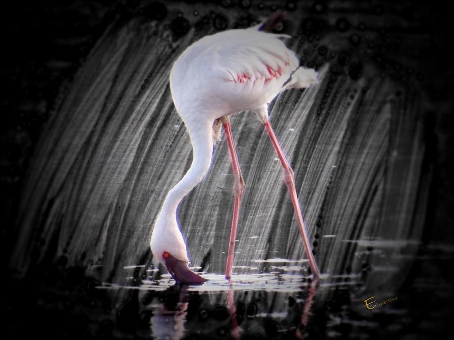 Flamingo Mixed Media - Jazz by Ernestine Manowarda