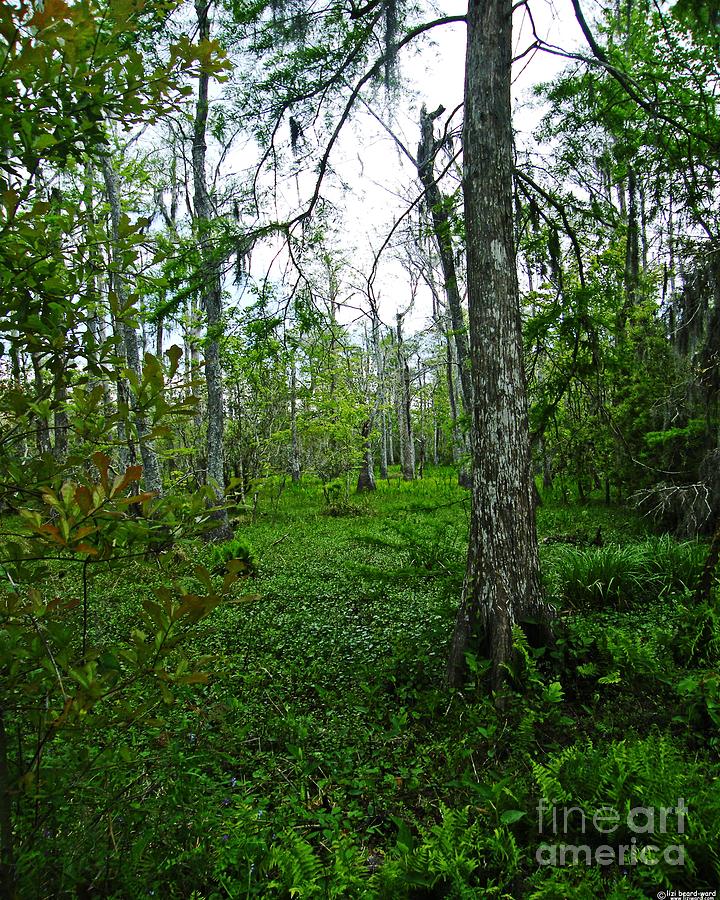 Jean Lafitte National Preserve Swamp Photograph by Lizi Beard-Ward