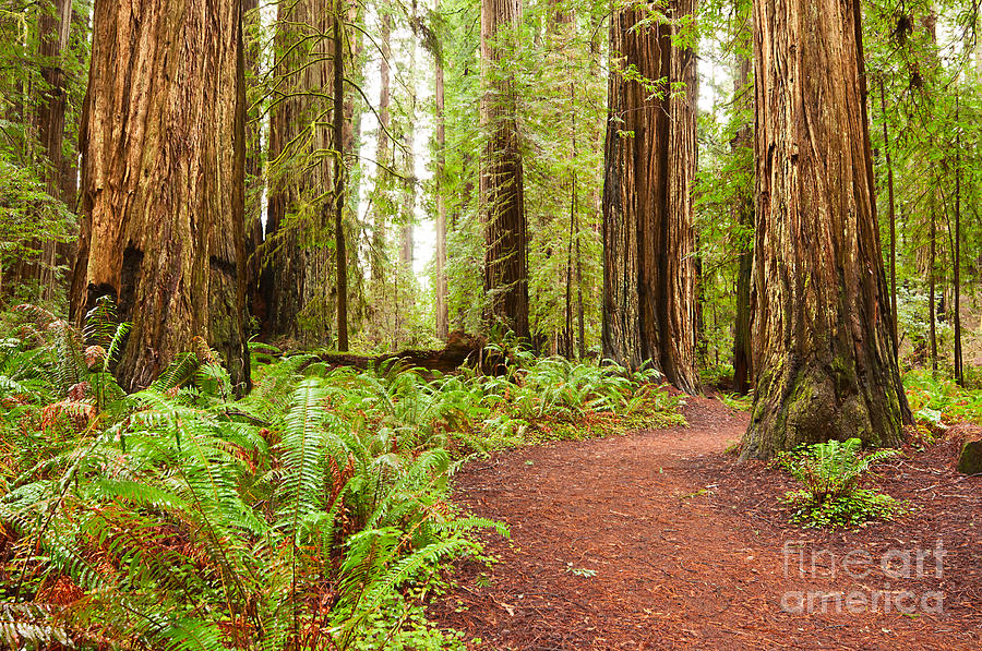 Tree Photograph - Jedediah Trail - Massive giant redwoods Sequoia sempervirens in Redwoods National Park. by Jamie Pham