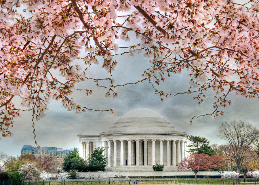 Jefferson Blossoms Photograph by Lori Deiter