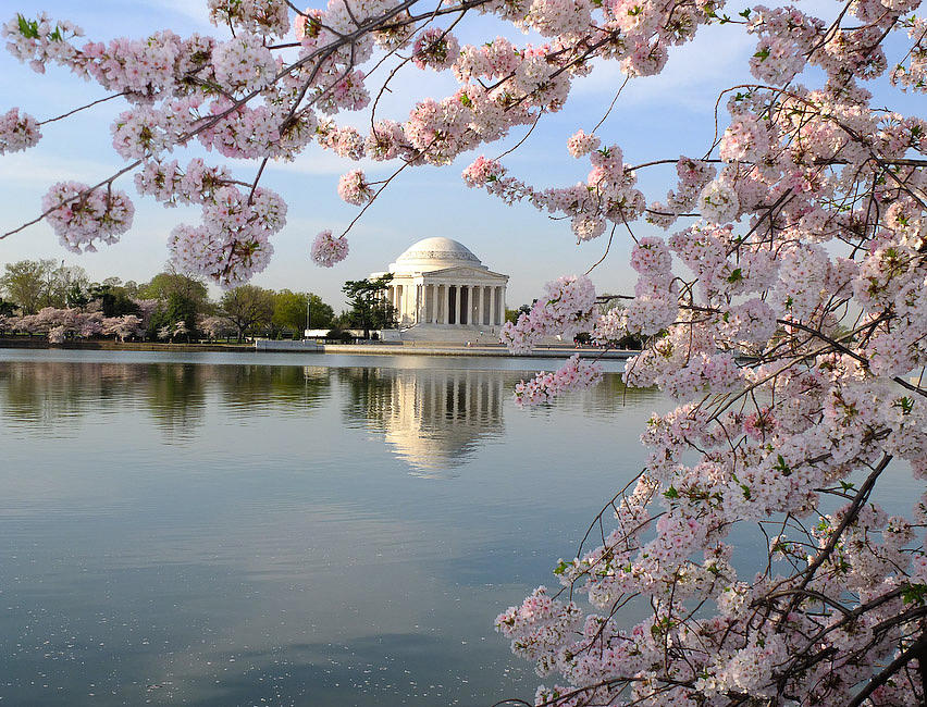 Jefferson Memorial and Cherry Blossoms Photograph by George Page | Fine ...