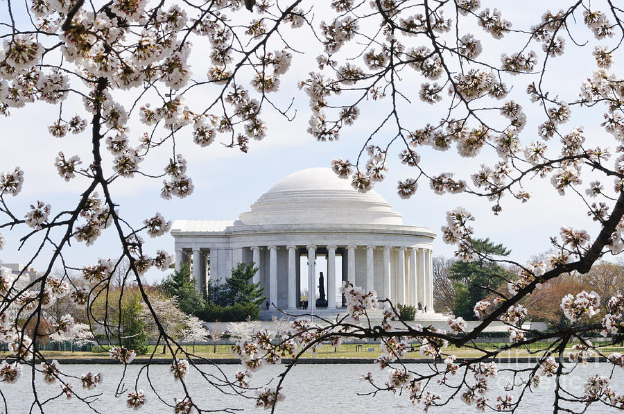 Jefferson Memorial and Cherry Blossoms Photograph by Oscar Gutierrez