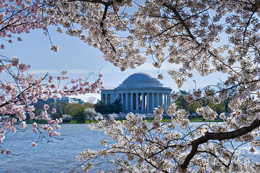 Jefferson Memorial Photograph - Jefferson Memorial Cherry Blossoms Spring Washington DC by David Zanzinger