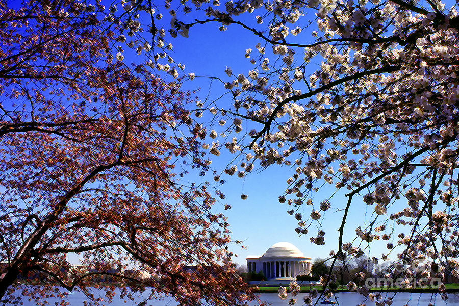 Jefferson Memorial Photograph - Jefferson Memorial Cherry Blossoms by Thomas R Fletcher