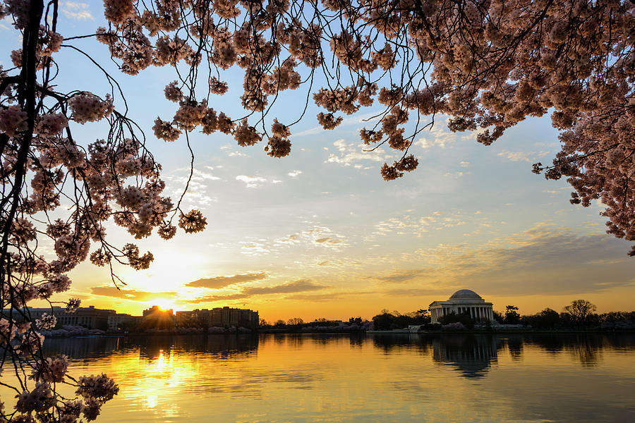 Tidal Basin Photograph - Jefferson Memorial Framed By Cherry by Ogphoto Tidal Basin Photograph - Jefferson Memorial Framed By Cherry by Ogphoto