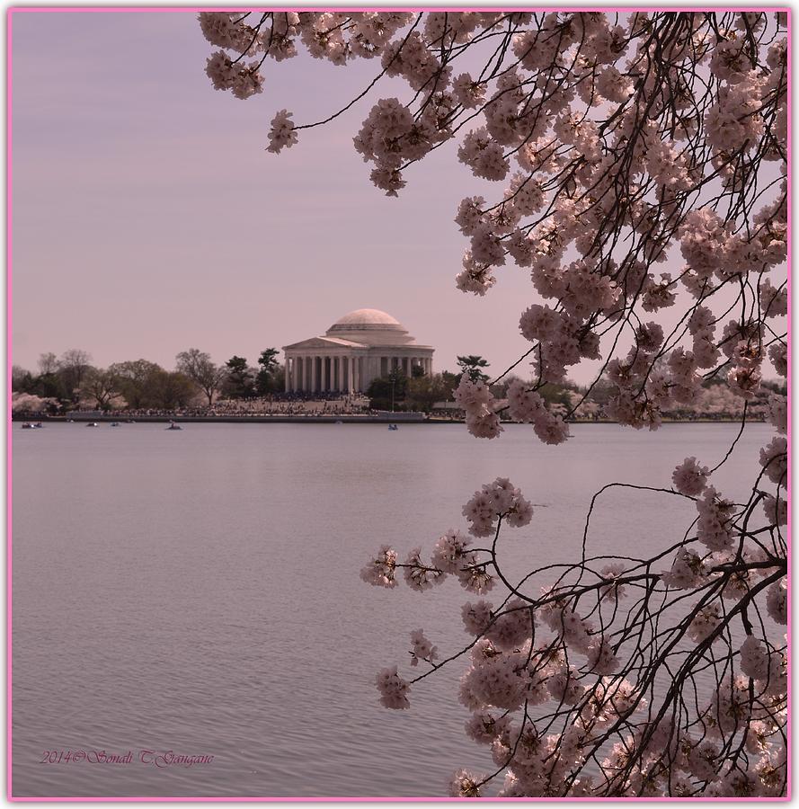Jefferson Memorial in Spring Photograph by Sonali Gangane Pixels