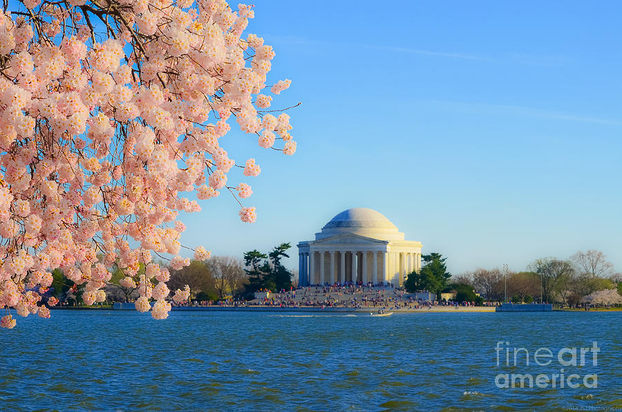 Jefferson Memorial on the Basin with Blooms Photograph by Jeff at JSJ Photography