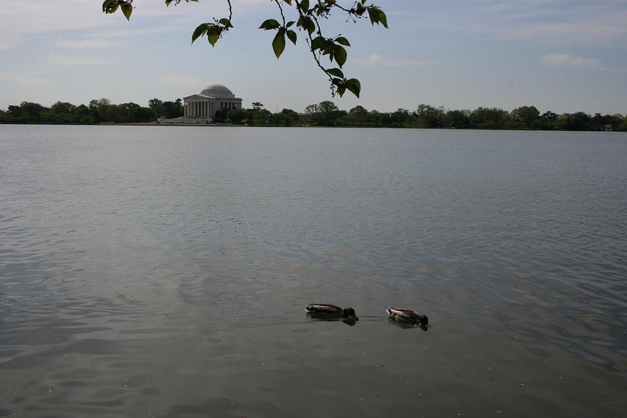 Jefferson Memorial Photograph by Stacy C Bottoms
