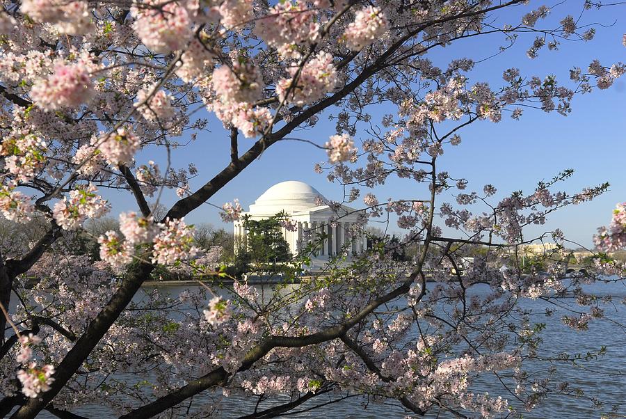 Jefferson Memorial Through Cherry Blossoms Photograph by Willie Harper