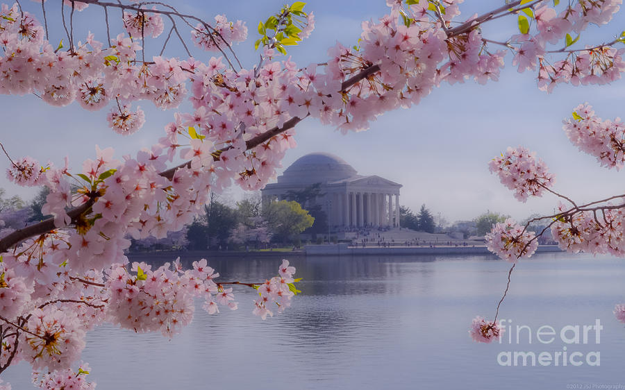 Jefferson Memorial through the Blossoms Photograph by Jeff at JSJ Photography